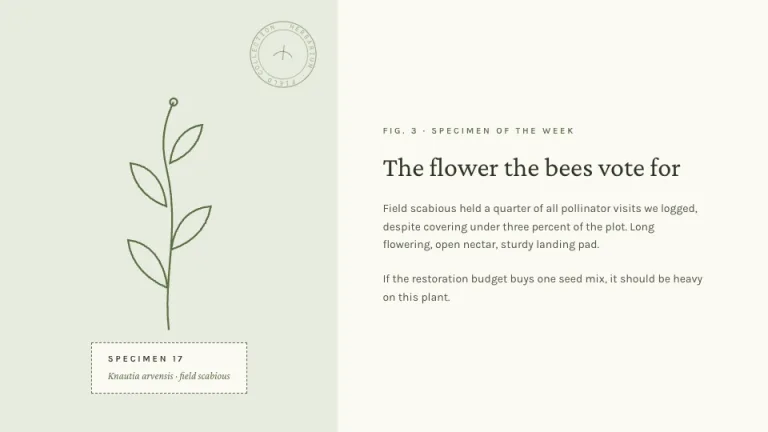 Herbarium Image + text slide